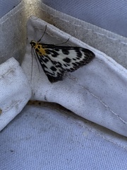 Anania hortulata