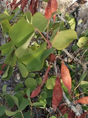Cercis siliquastrum