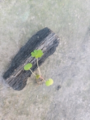 Hydrocotyle sibthorpioides