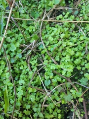 Hydrocotyle sibthorpioides