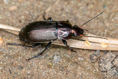 Poecilus cupreus