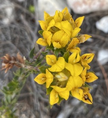 Aspalathus aspalathoides