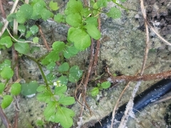 Hydrocotyle sibthorpioides
