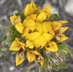 Aspalathus aspalathoides