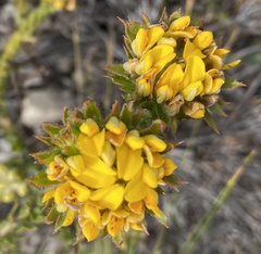 Aspalathus aspalathoides