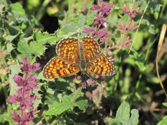 Melitaea phoebe