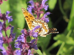 Melitaea phoebe