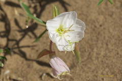 Oenothera nuttallii