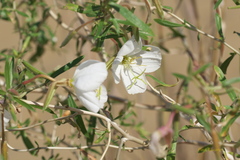 Oenothera nuttallii