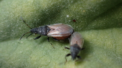 Oxycarenus hyalinipennis