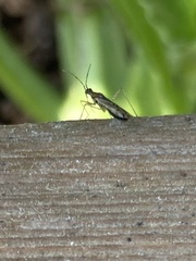 Dicyphus