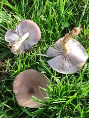 Lepista personata
