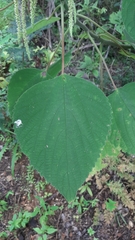Acalypha macrostachya