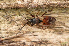 Eremocoris abietis