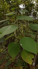 Acalypha macrostachya