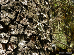 Lichenomorphus pirani