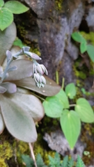 Echeveria prunina