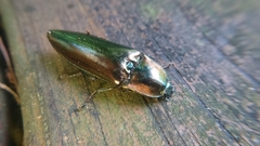 Campsosternus auratus