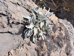 Pentanema verbascifolium