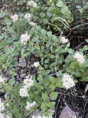 Ageratina herbacea