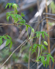 Clematis alpina sibirica