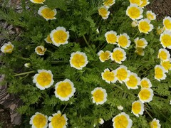 Limnanthes