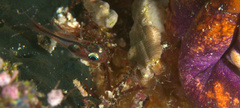 Apogon doryssa