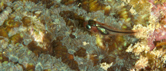 Apogon doryssa