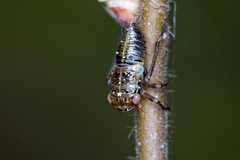 Bathysmatophorini