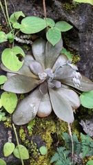 Echeveria prunina