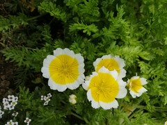 Limnanthes