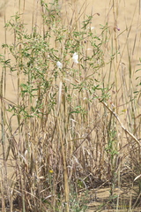 Oenothera nuttallii