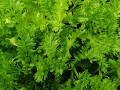 Limnanthes