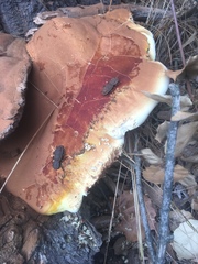 Zopheridae