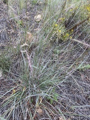 Bouteloua curtipendula