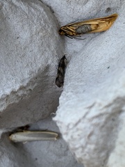 Mystacides longicornis