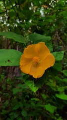 Dendrosida sharpiana