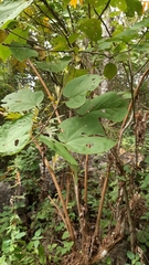 Dendrosida sharpiana