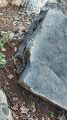 Crotalus lepidus
