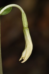 Triphora trianthophoros trianthophoros