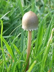 Panaeolus papilionaceus