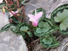 Cyclamen graecum graecum