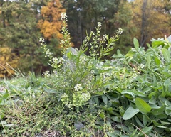 Lepidium virginicum