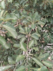 Terminalia bellirica