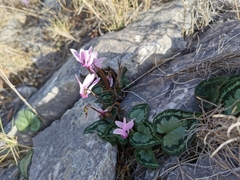 Cyclamen graecum graecum