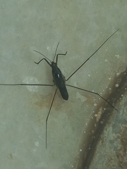 Limnogonus