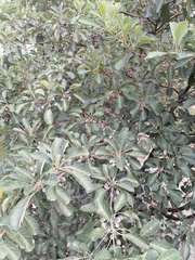 Terminalia bellirica