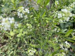Lepidium virginicum