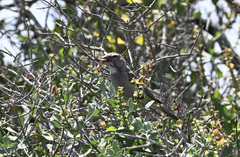 Crithagra albogularis