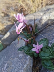 Cyclamen graecum graecum